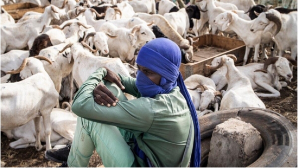 TABASKI : 119.298 moutons acheminés vers Dakar et d’autres régions, à la date du 13 juin