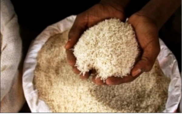 Stabilisation des prix du riz brisé au Sénégal : Importateurs et autorités accordent leurs violons